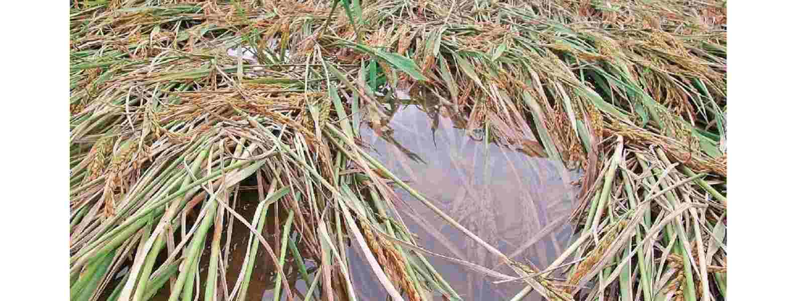 12,000 ஏக்கர் நெற்செய்கை மழையினால் அழிவு